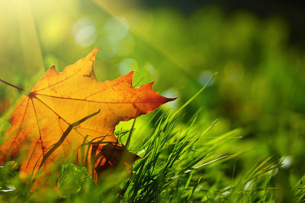 This jpeg image - Fall Leaf and Green Grass Background, is available for free download