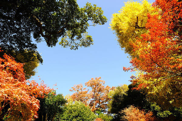 This jpeg image - Fall Leaves and Sky Background, is available for free download