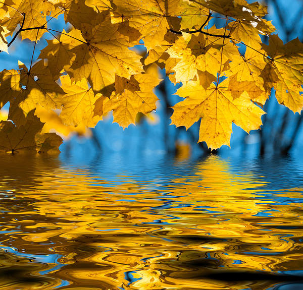 This jpeg image - Fall Leaves and Water Background, is available for free download
