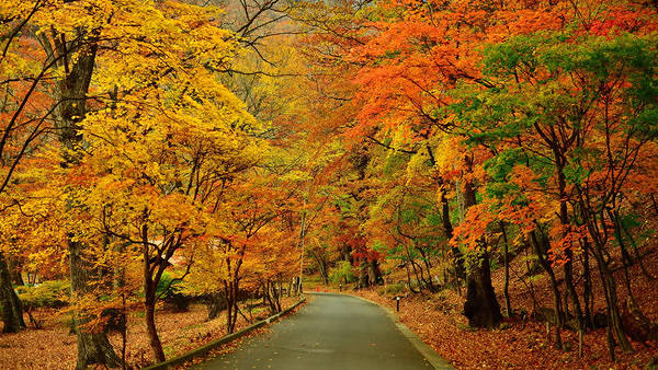 This jpeg image - Fall Road Background, is available for free download