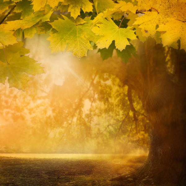 This jpeg image - Fall Tree Background, is available for free download