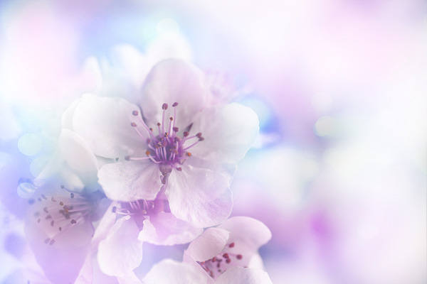 This jpeg image - Floral Background, is available for free download