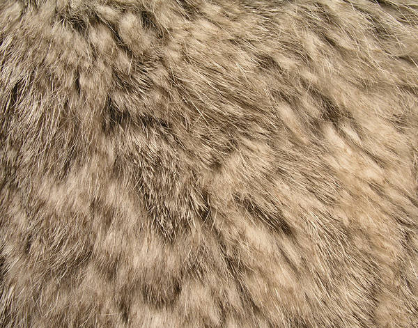 This jpeg image - Fur Background, is available for free download