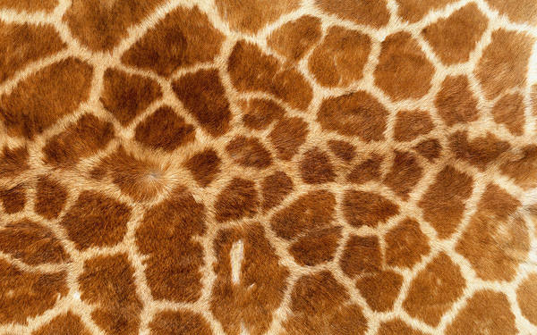 This jpeg image - Giraffe Skin Background, is available for free download