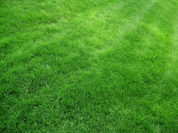 This jpeg image - Grass Background, is available for free download