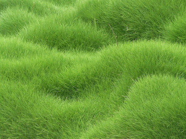 This jpeg image - Grassy Background, is available for free download