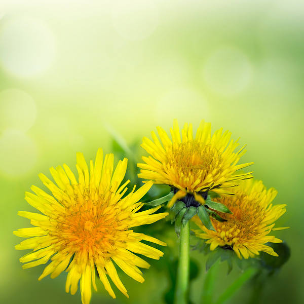 This jpeg image - Green Background with Dandelions, is available for free download