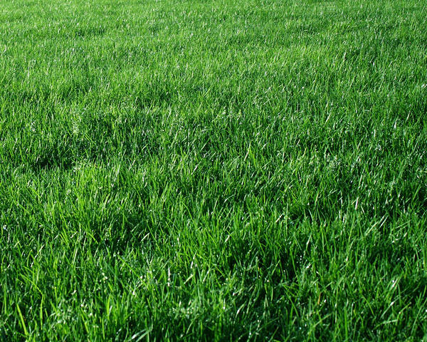 This jpeg image - Green Grass Background, is available for free download