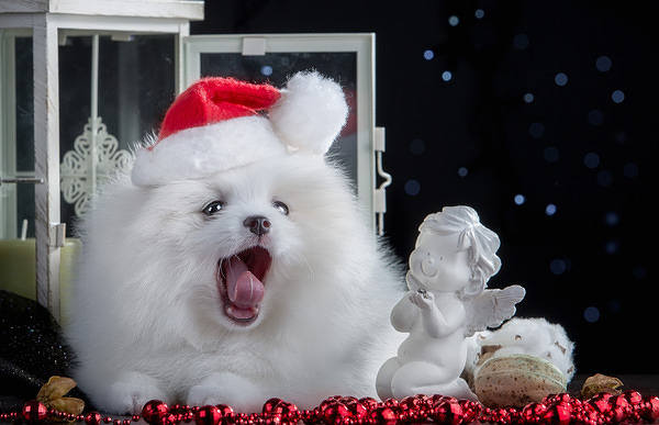 This jpeg image - Holyday Background with Puppy, is available for free download