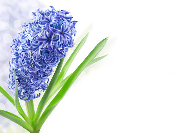 This jpeg image - Hyacinth Flower Spring Background, is available for free download