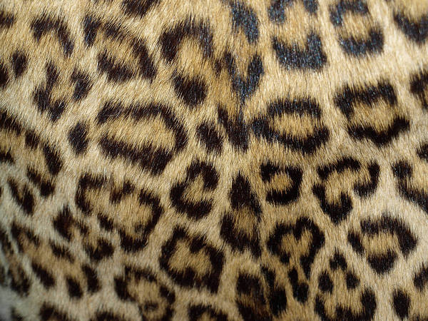 This jpeg image - Leopard Skin Background, is available for free download
