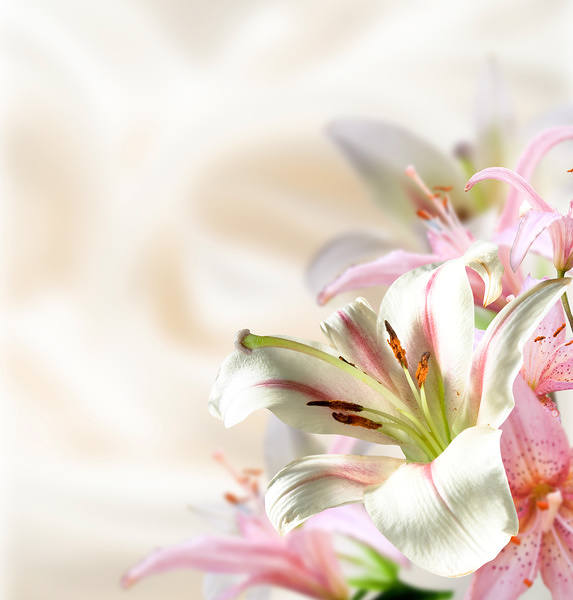 This jpeg image - Lilium Background, is available for free download