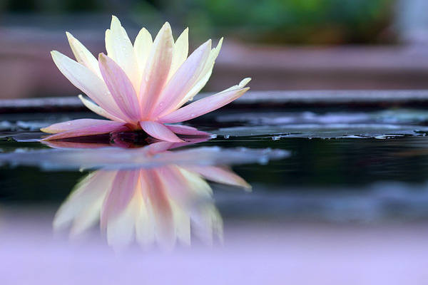 This jpeg image - Lotus Background, is available for free download