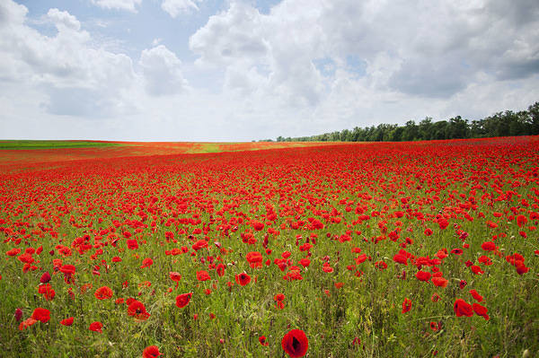 This jpeg image - Meadow with Poppies Background, is available for free download