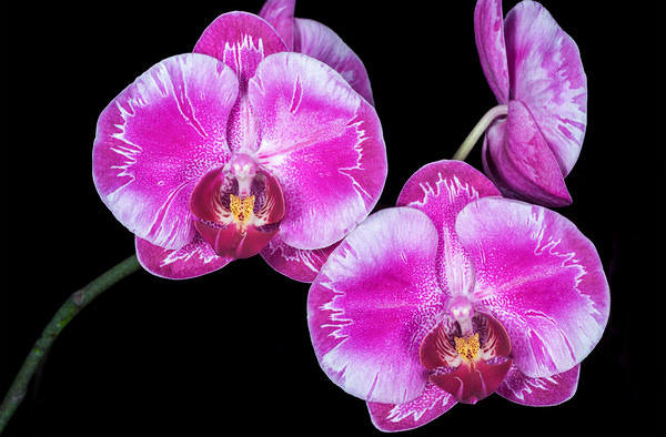 This jpeg image - Orchid Background, is available for free download