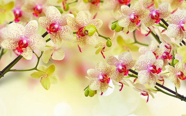 This jpeg image - Orchids Soft Background, is available for free download