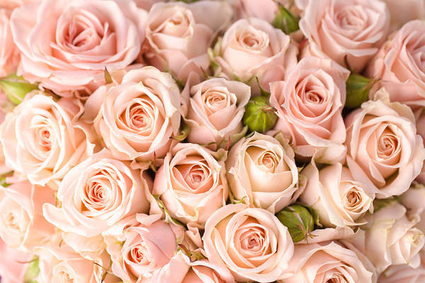This jpeg image - Peach Roses Background, is available for free download