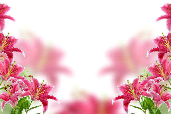 This jpeg image - Pink Lilium Background, is available for free download