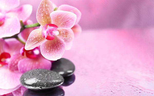 This jpeg image - Pink Orchids Background, is available for free download