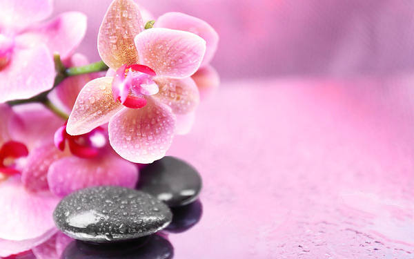 Pink Orchids Background | Gallery Yopriceville - High-Quality Images