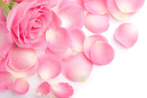 This jpeg image - Pink Roses Background, is available for free download