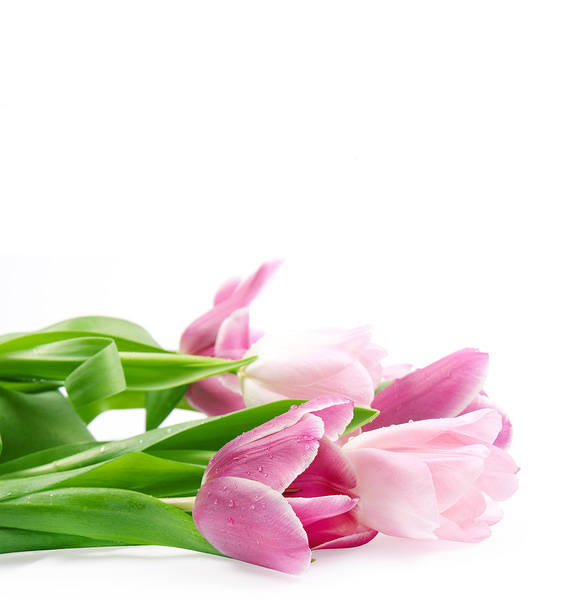 This jpeg image - Pink Tulips White Background, is available for free download