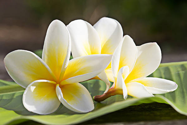 This jpeg image - Plumeria Flowers Background, is available for free download