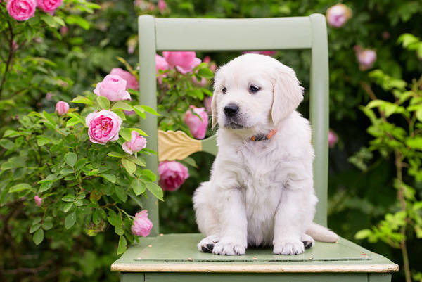This jpeg image - Puppy with Roses Background, is available for free download