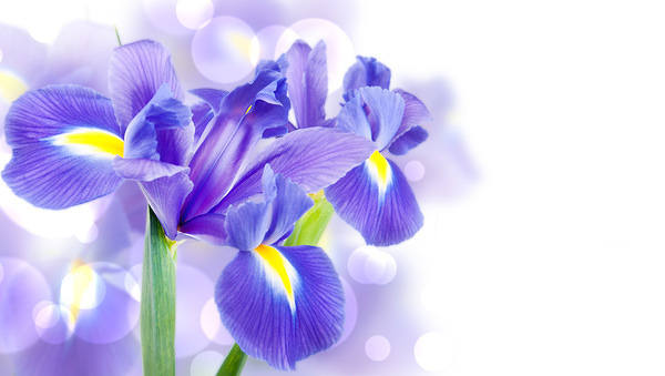 This jpeg image - Purple Iris Background, is available for free download