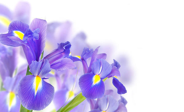 This jpeg image - Purple Irises Background, is available for free download
