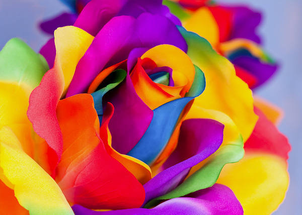 This jpeg image - Rainbow Rose Background, is available for free download