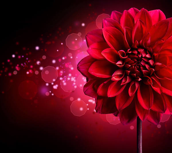 This jpeg image - Red Chrysanthemum Background, is available for free download