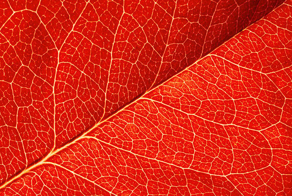 This jpeg image - Red Leaf Texture Background, is available for free download