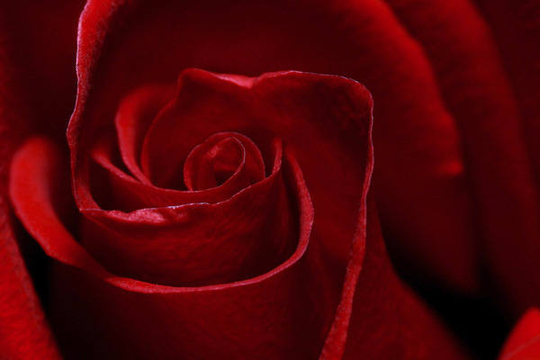 This jpeg image - Red Rose Background, is available for free download