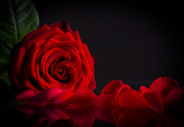 This jpeg image - Red Rose Black Background, is available for free download