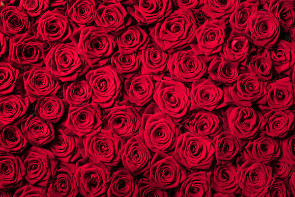 This jpeg image - Red Roses Beautiful Background, is available for free download