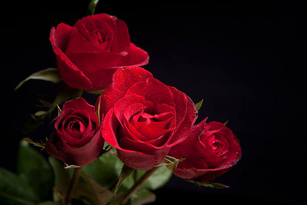 This jpeg image - Red Roses Black Background, is available for free download