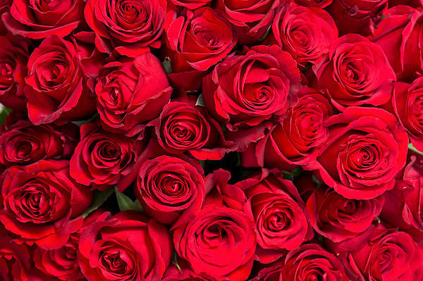 This jpeg image - Red Roses Red Background, is available for free download