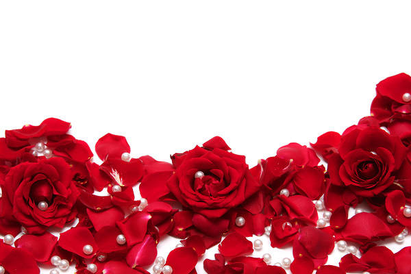 This jpeg image - Red Roses White Background, is available for free download