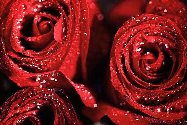 This jpeg image - Red Roses with Dew Background, is available for free download