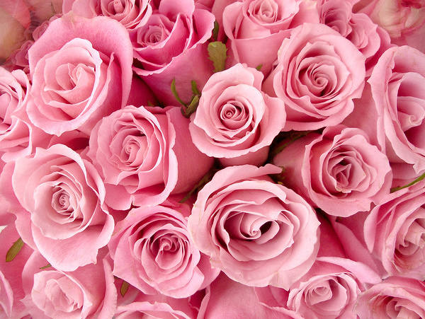 This jpeg image - Roses Background, is available for free download