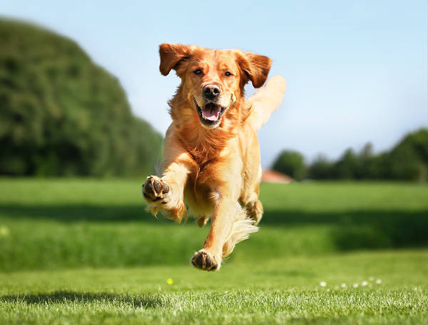 This jpeg image - Running Dog Background, is available for free download