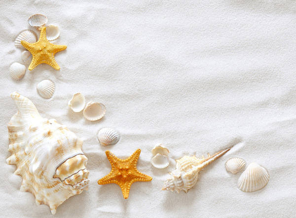 This jpeg image - Sand and Shells Background, is available for free download