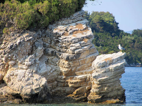 This jpeg image - Seagull on Rock Background, is available for free download