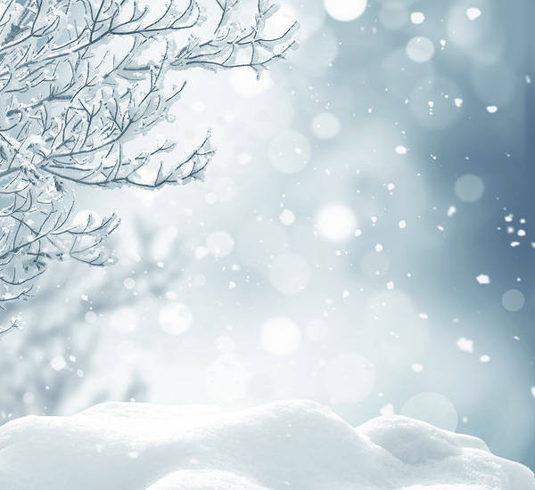 This jpeg image - Snowy Background with Branches, is available for free download