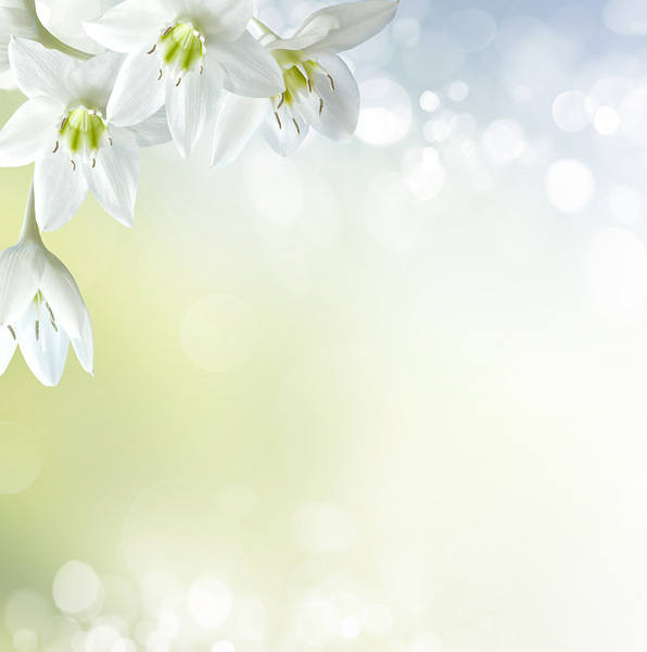 This jpeg image - Soft White Floral Background, is available for free download