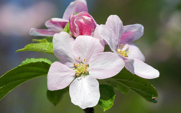 This jpeg image - Spring Background with Apple Blossom, is available for free download