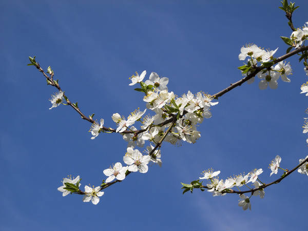 This jpeg image - Spring Blossom Background, is available for free download