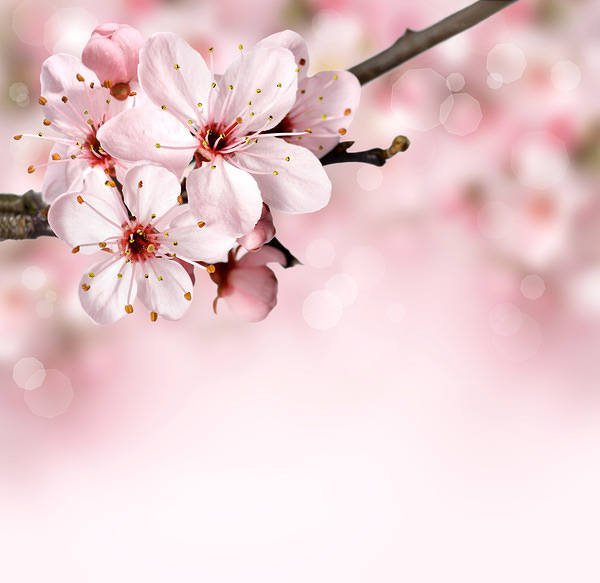 This jpeg image - Spring Branch Pink Background, is available for free download