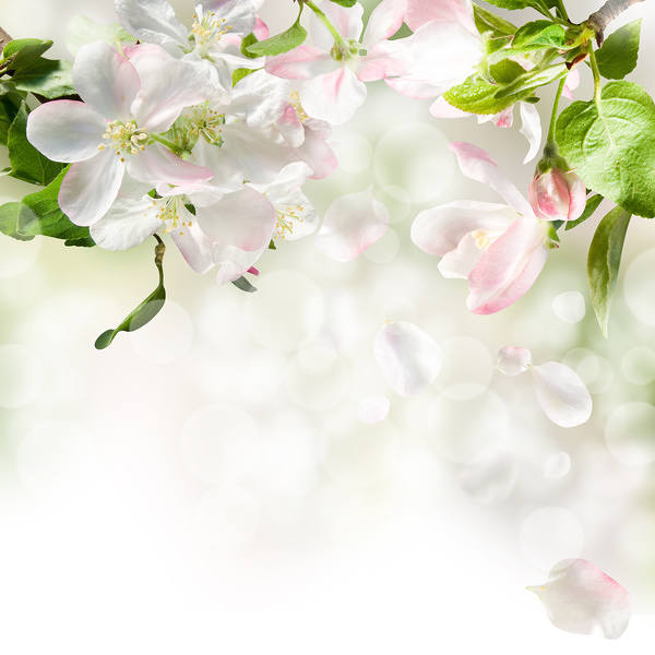 This jpeg image - Spring Cherry Blossom Background, is available for free download